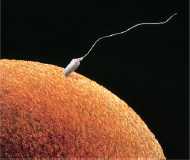 Egg Fertilization