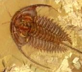 Fossil