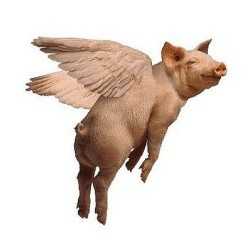 Flying Pig